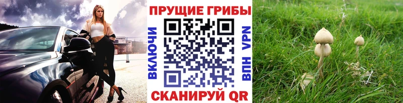 где купить наркоту  Фролово  Галлюциногенные грибы Psilocybe 
